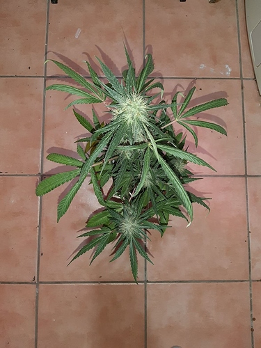 Growreport Bild 2
