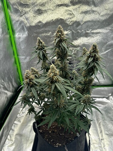 Growreport Bild 2
