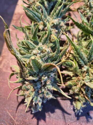 Growreport Bild 49
