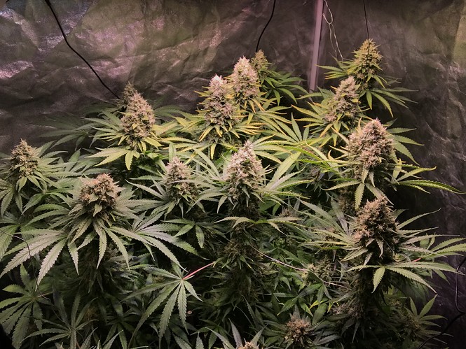 Growreport Bild 3