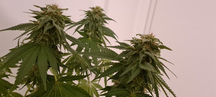 Growreport Bild 9