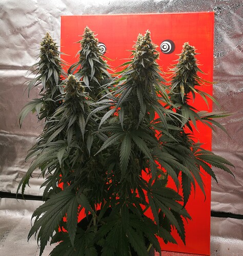 Growreport Bild 3