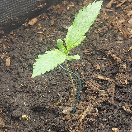 2023-02-28-19-45-06-518