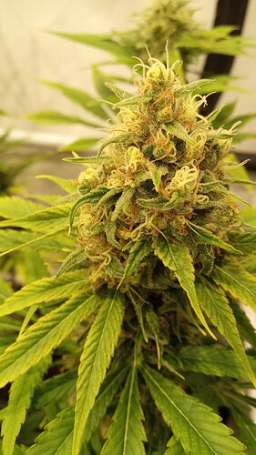 Growreport Bild 1