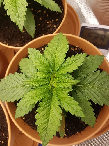 Growreport Bild 19