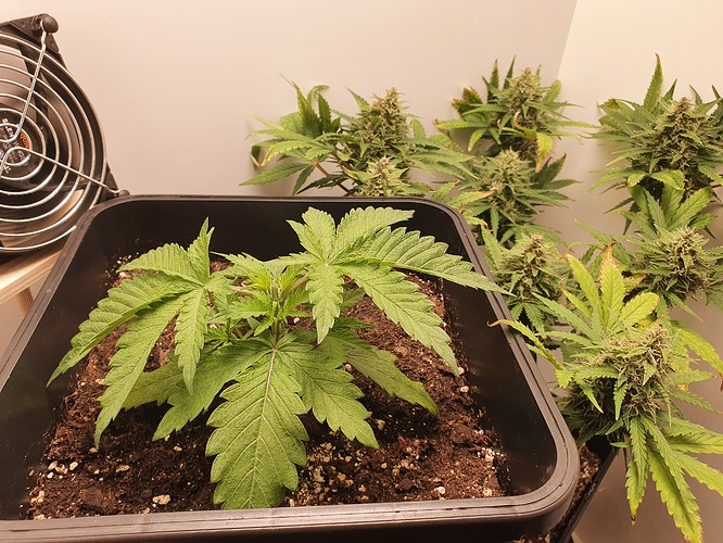 Growreport Bild 2