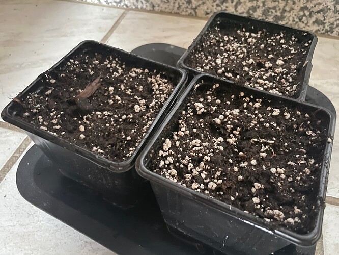 Growreport Bild 31