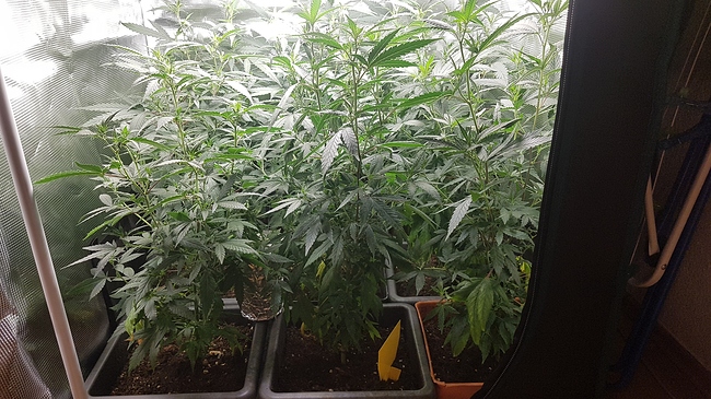 Growreport Bild 6