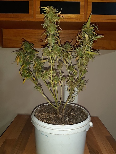 Growreport Bild 4