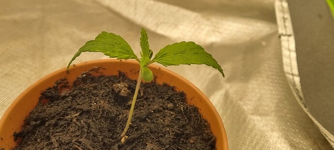 Growreport Bild 3