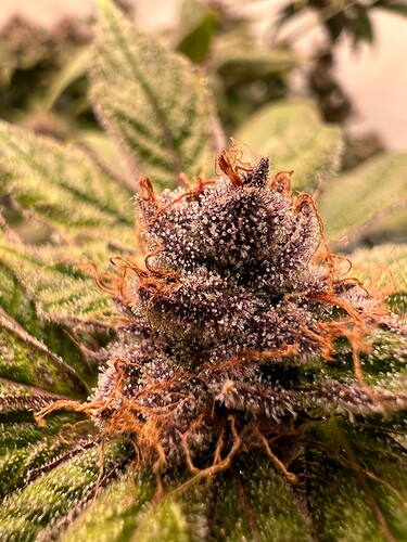 Growreport Bild 10
