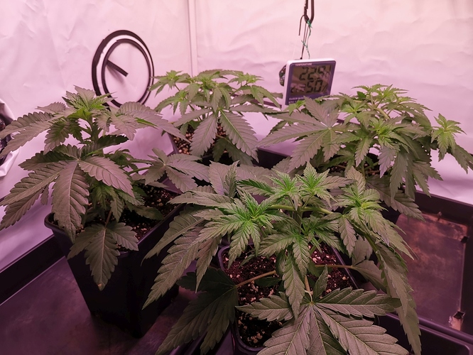 Growreport Bild 2