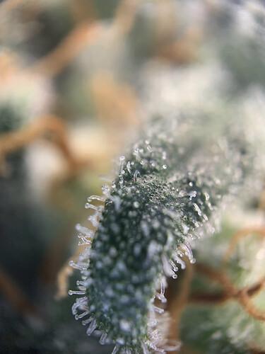 Growreport Bild 12