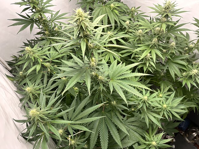 Growreport Bild 7