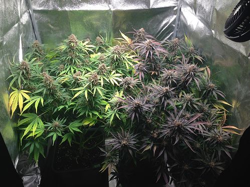 Growreport Bild 21