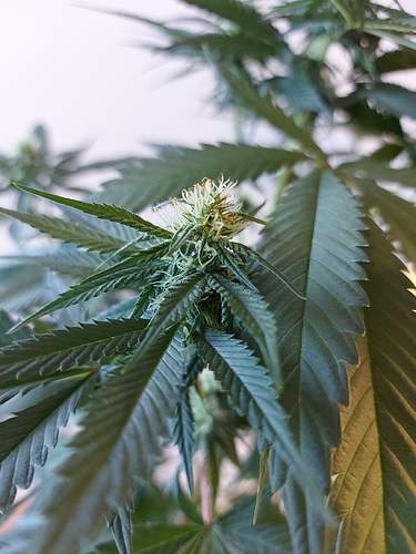 Growreport Bild 13
