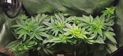 Growreport Bild 24