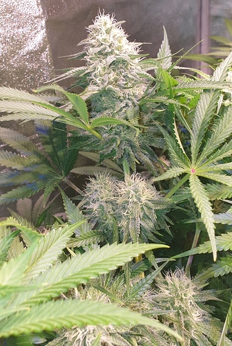 Growreport Bild 2