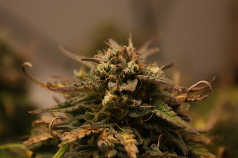 Growreport Bild 3