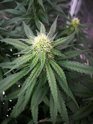 Growreport Bild 4