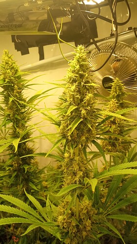 Growreport Bild 5