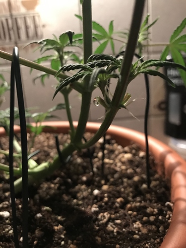 Growreport Bild 9