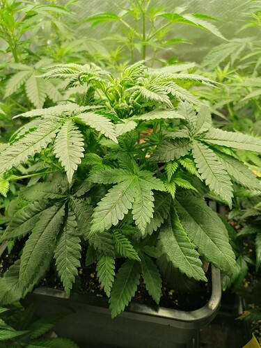 Growreport Bild 13