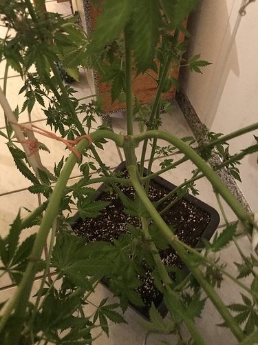 Growreport Bild 4