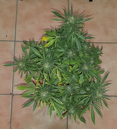 Growreport Bild 5