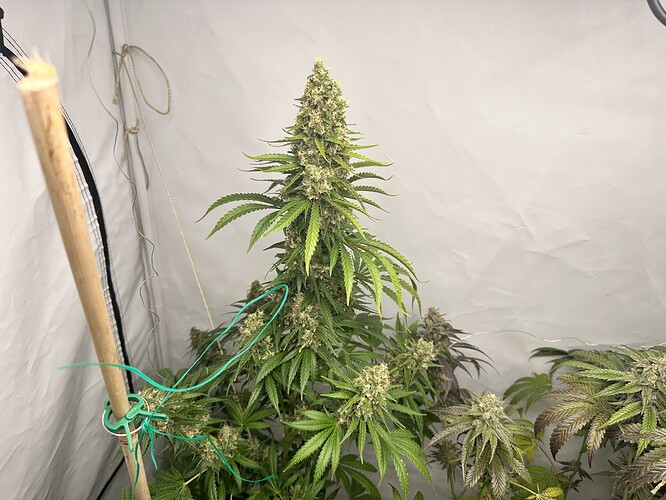 Growreport Bild 28