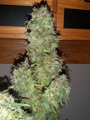 Growreport Bild 8