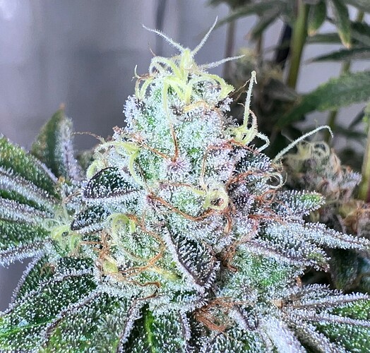 Growreport Bild 6