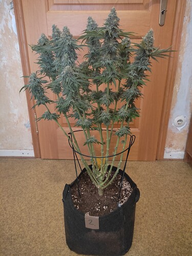 Growreport Bild 28