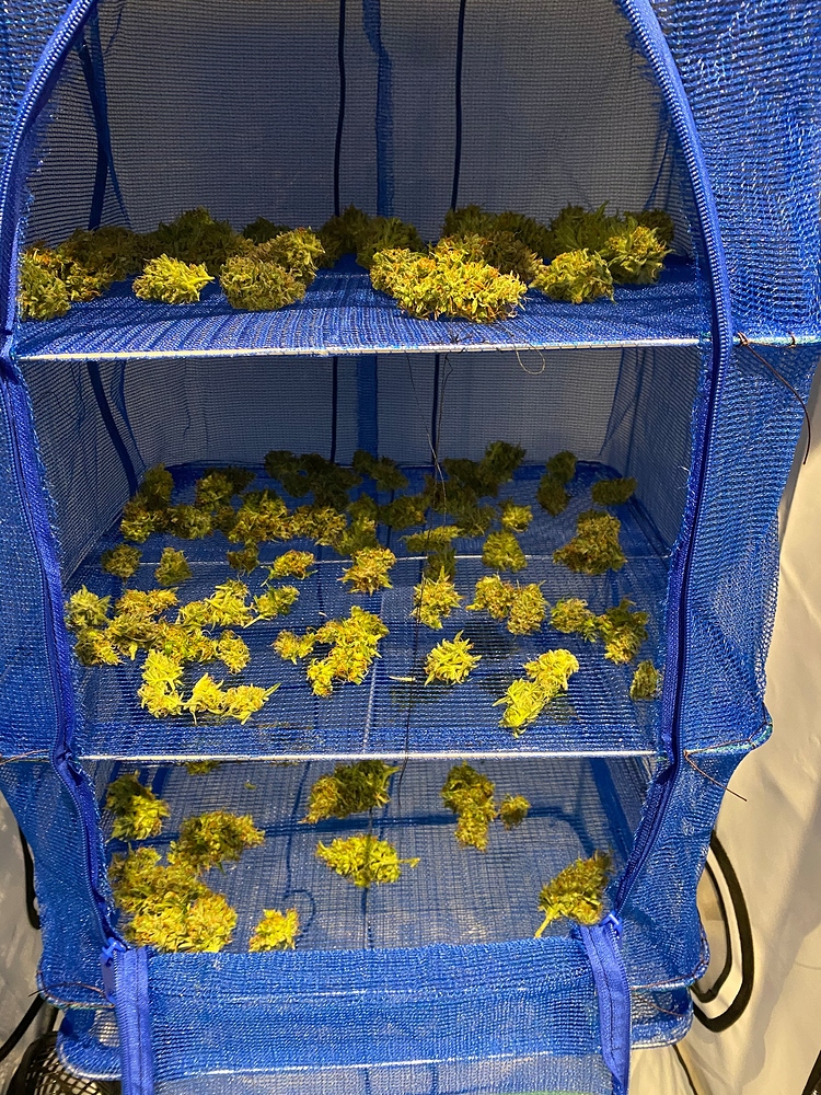 Mein erster Grow | 120W GC 4, Greenception | 3 x Sticky Beast Auto