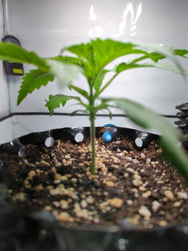 sensiskunk_seite_wt5