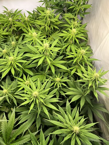 Growreport Bild 3