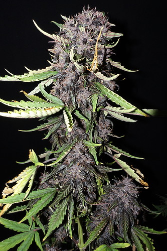 Growreport Bild 3