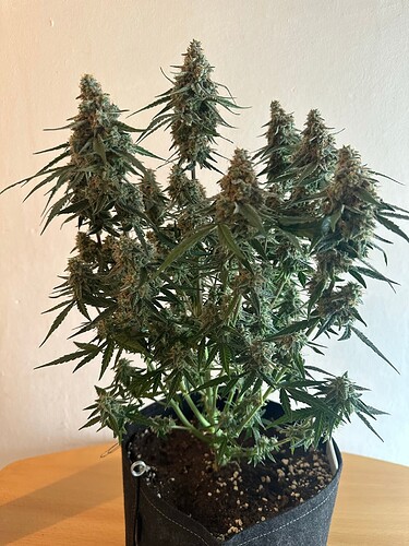 Growreport Bild 14