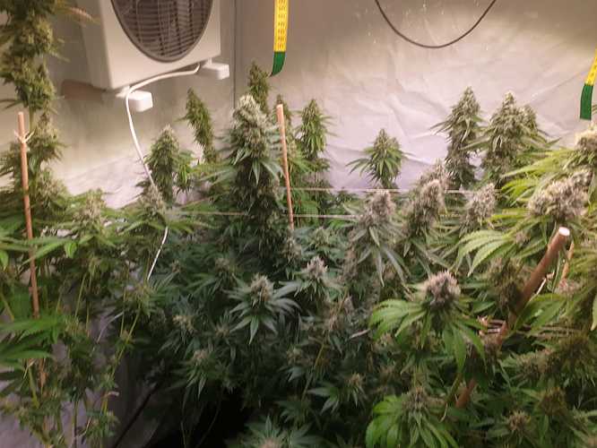 Growreport Bild 11