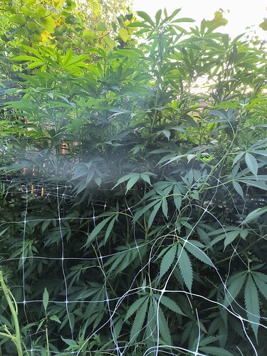 Growreport Bild 1