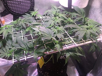 Growreport Bild 33