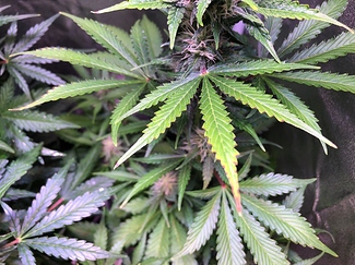 Growreport Bild 6