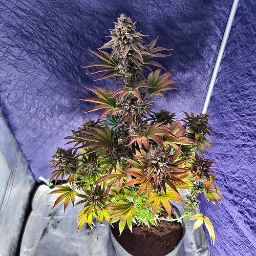 Growreport Bild 5