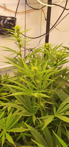 Growreport Bild 3