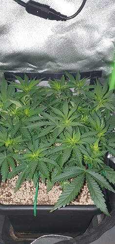 Growreport Bild 2