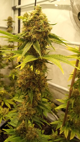 Growreport Bild 4