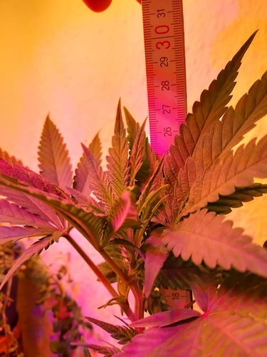 Growreport Bild 7