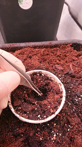 obscura1659098783663