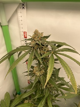 Growreport Bild 18