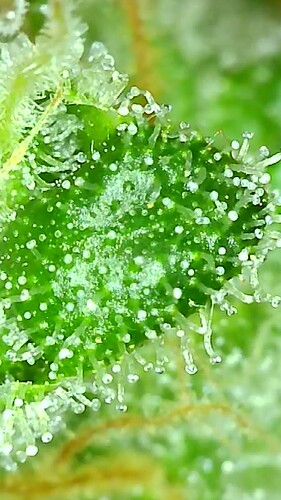 Growreport Bild 8